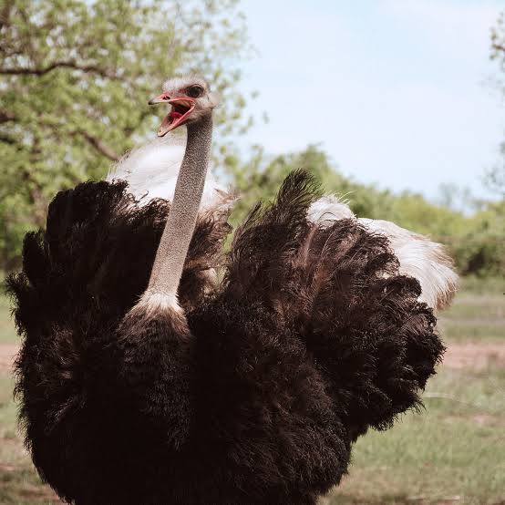 النعام يملك عيون أكبر من الدماغ