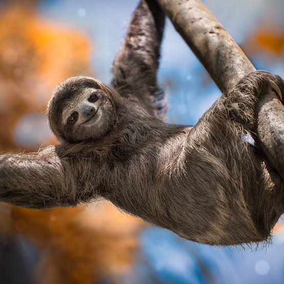 حيوان الكسلان وهضم الطعام