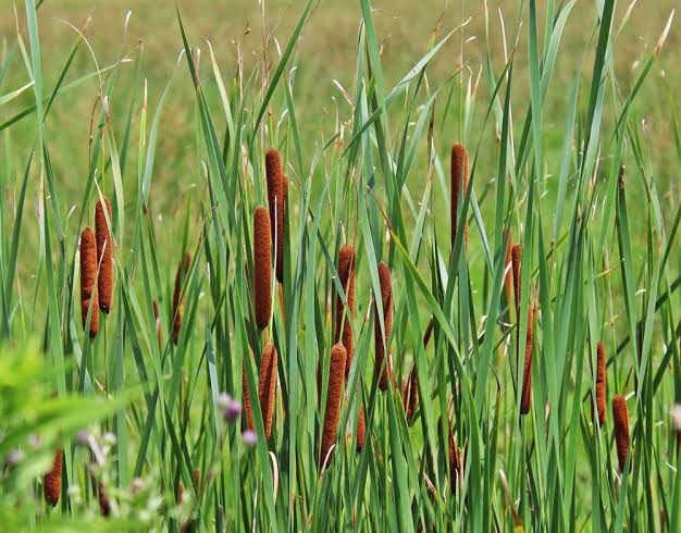 وثائقي الحياة البرية