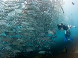 السباحة مع السمك في المنام