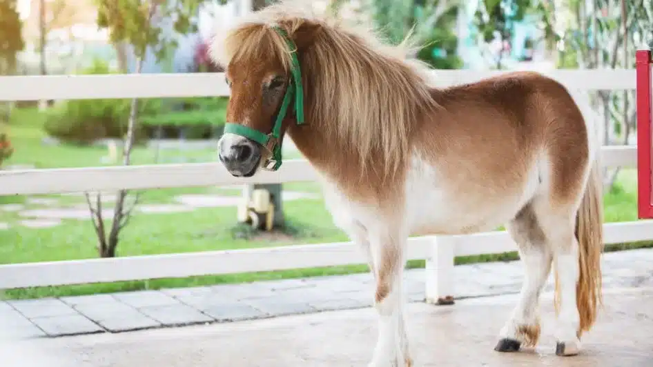 ما هو حيوان السيسي؟