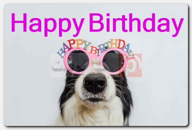 صور Happy Birthday مضحكة