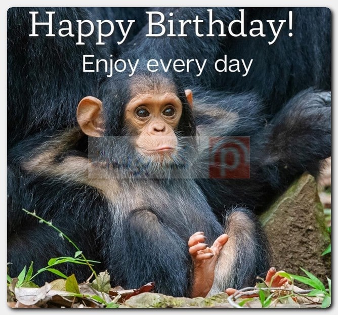 صور Happy Birthday مضحكة